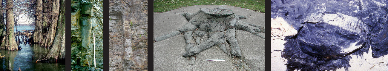upright fossil tree stumps